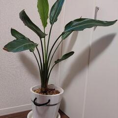 観葉植物　ストレチアレギネ　極楽鳥花　