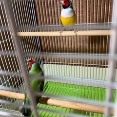 【限定】コキンチョウ繁殖飼育フルセット　No.1