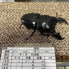 スマトラオオヒラタクワガタ　成虫ペア