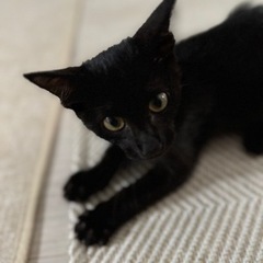 美少女✳︎生後3ヶ月なりたて　黒猫ちゃん　