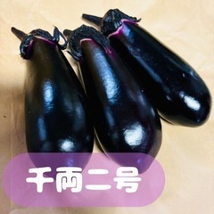 茄子🍆千両二号 1.8kg(10〜12本)