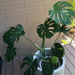 モンステラ①  観葉植物⑩ グリーン