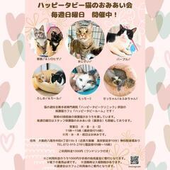 8月4日動物病院の保護猫譲渡会