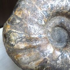 アンモナイト 化石 コレクション 観賞用 石 横幅 約27cm 重量 約9Kg 中古 苫小牧西店 アンモナイト 化石 コレクション 観賞用 石 横幅 約27cm 重量 約9Kg