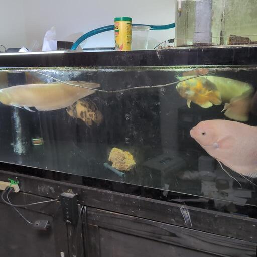 大型水槽と熱帯魚