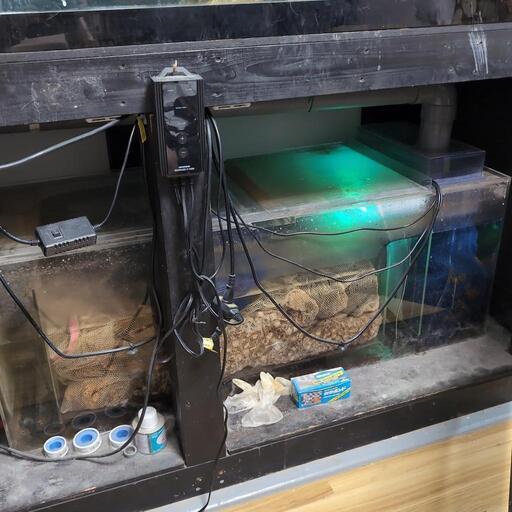 大型水槽と熱帯魚