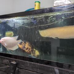 シルバーアロワナ2匹とロイヤルトーマンのセット 引き取り限定