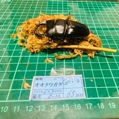 ①⑤オオクワガタ   新成虫ペアの販売