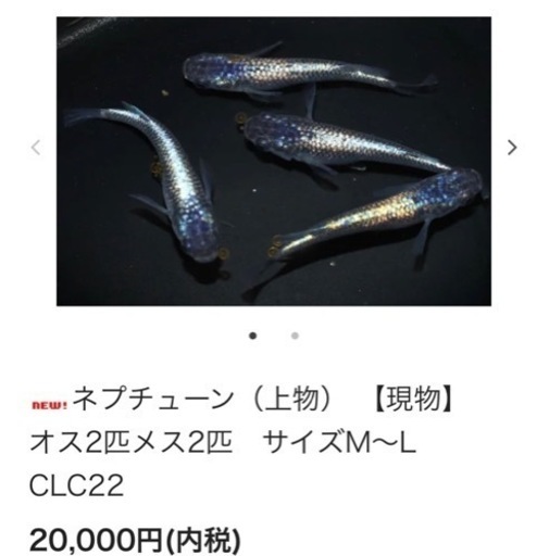 メダカ　改良最新メダカ