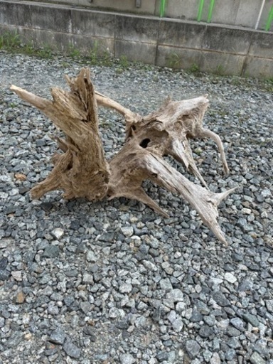天然流木　大