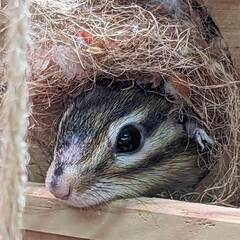 元気なシマリスの里親を募集しています。