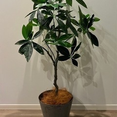 観葉植物  100cm