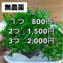 水草MIXポット⑪