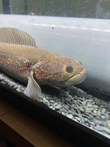 コウタイ