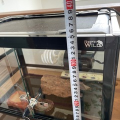 トカゲ、カナヘビ、爬虫類ゲージ