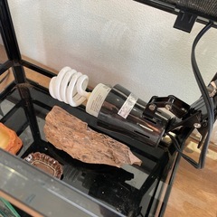 トカゲ、カナヘビ、爬虫類ゲージ