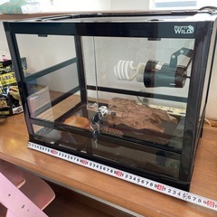 トカゲ、カナヘビ、爬虫類ゲージ