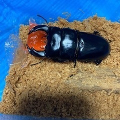 アンテ＋グランディス