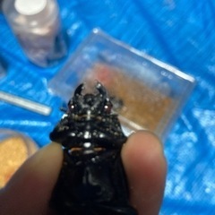 アンテ＋グランディス