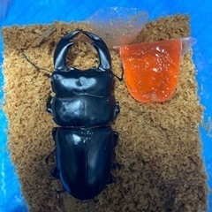 アンテ＋グランディス