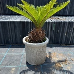 ソテツ 蘇鉄 大株 1本地上から1.2m位 幅1.8m位 観葉植物 常緑樹 魔除け 