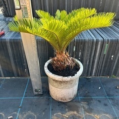 蘇鉄　ソテツ　 ガーデニング　植木　庭木　木　No.18