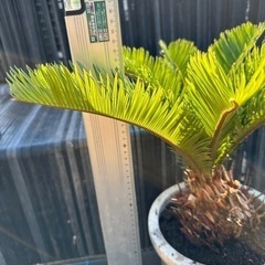 蘇鉄　ソテツ　 ガーデニング　植木　庭木　木　No.18