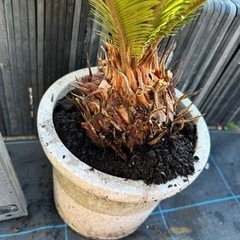 蘇鉄　ソテツ　 ガーデニング　植木　庭木　木　No.18