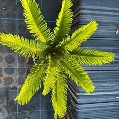 蘇鉄　ソテツ　 ガーデニング　植木　庭木　木　No.18