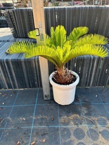 蘇鉄　ソテツ　 ガーデニング　リゾート庭木 観葉植物　No.19