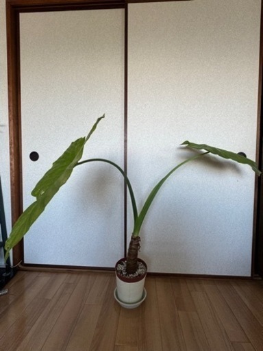 アロカシアオドラ