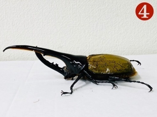 条件変更　ヘラクレスオオカブト 145up オス単品❹