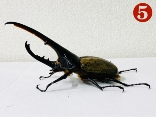 【取引中】ヘラクレスオオカブト 140up オス単品❺