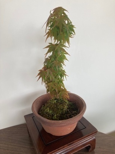 紅葉　　盆栽