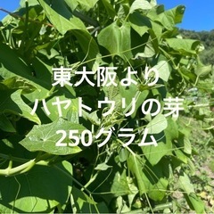 東大阪より採れたて新鮮 ハヤトウリの芽 250g 無農薬野菜 隼人瓜