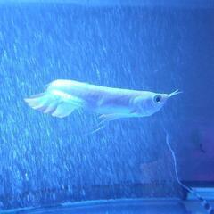 アルビノシルバーアロワナ 宇部市引取り限定