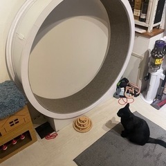 キャットホーイル
