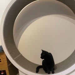 キャットホーイル
