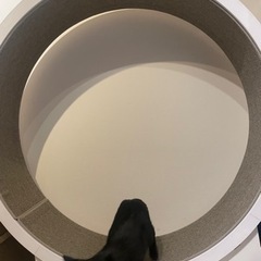 キャットホーイル
