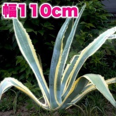 アガベ アメリカーナ 斑入り ドライガーデン シンボルツリー