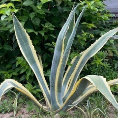 アガベ アメリカーナ 斑入り ドライガーデン シンボルツリー