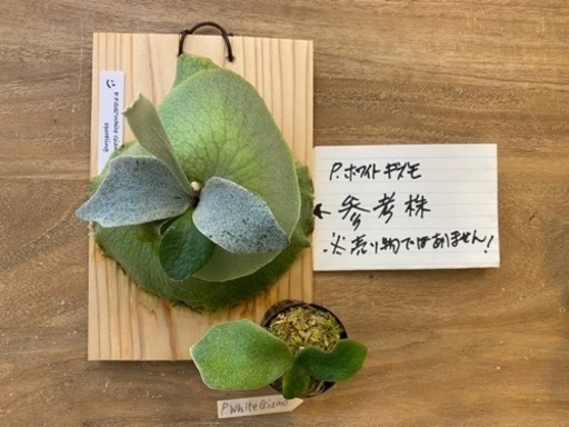 【観葉植物】 ◉ビカクシダ　３点苗セット
