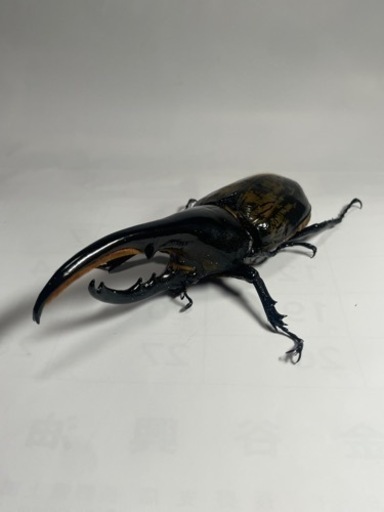 ⑥ヘラクレスオオカブト新成虫♂オス単品　遠方取引可能