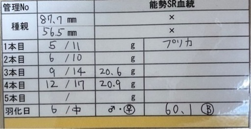 能勢SRオオクワガタ♀【60.1mmB】