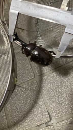 カブトムシ大　生体　値下げ　放生