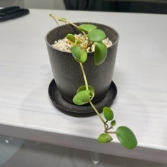 観葉植物　ペペロミアホープ