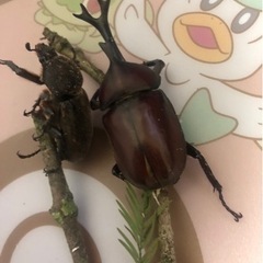 カブトムシ大 天然(2)値下げ 放生