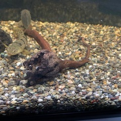 【値下げ再出品】新品水槽60cm5点セット+おまけ付き3点