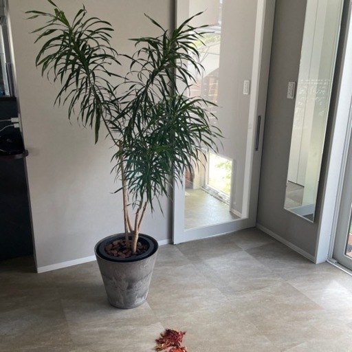 観葉植物　大型　ドラセナ　リビングや店舗にも