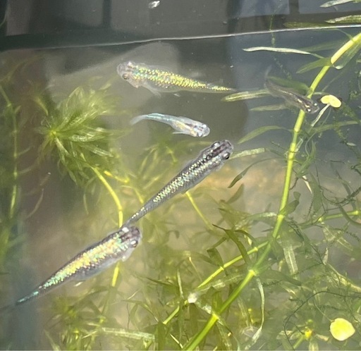お一人様限り　サファイアメダカの成魚4匹　1600円